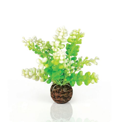 biOrb Easy Plant Set small green