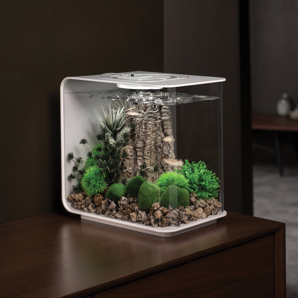 biOrb Plant Bonsai Ball black