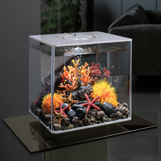 biOrb Plant Sea Lily Orange