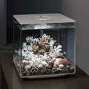 biOrb Plant Sea Fan medium white