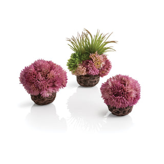 biOrb Plant Seychelles Coral Ball Set of 3 purple