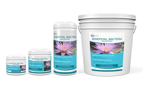Aquascape® Beneficial Bacteria for Ponds/Dry Concentrate